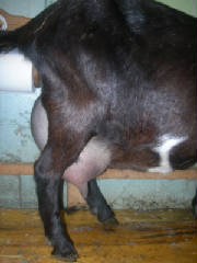 1st gen Mini Nubian dairy goat
