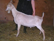 MiniNubian dairy buck
