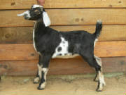 daisy Mini Nubian dairy goat