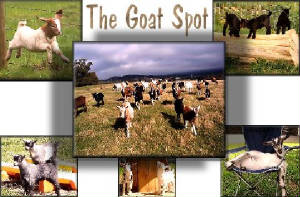 The Goat Spot -  a great place for goat lovers