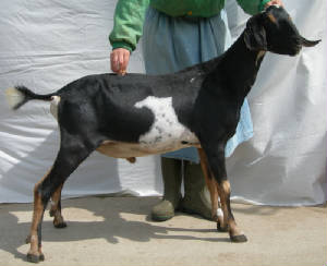 Grant Mini Nubian dairy goat buck