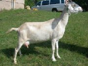 ivory Mini nubian dairy goat