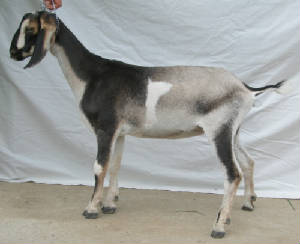 4th gen MiniNubian dairy goat doe
