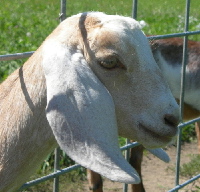 MiniNubian doe - excellent Nubian breed character