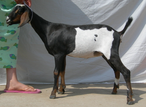 4th gen MiniNubian doeling