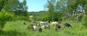 MiniNubian dairy goats enjoying fresh browse