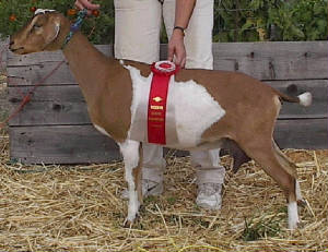 Easter - Mini Nubian dairy goat