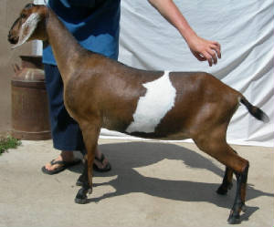 3rd generation Mini Nubian goat