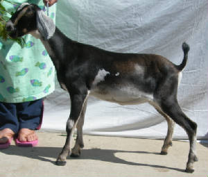2nd generation MiniNubian Dairy Goat