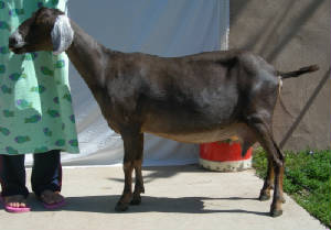 MiniNubian dairy goat