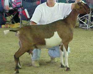 Amber - 3rd gen Mini Nubian DAIRY goat