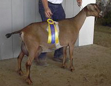 Diamond - 3rd gen MiniNubian DAIRY goat