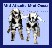 Mid-Atlantic Mini Goats