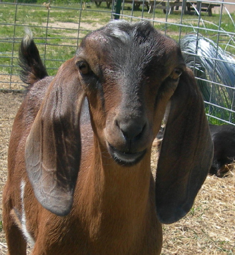 A 2nd gen Mini Nubian dairy goat