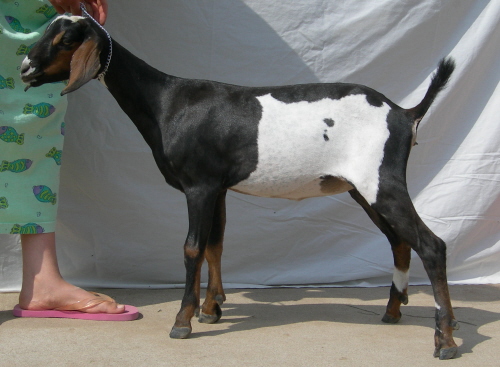 4th gen Mini Nubian dairy goat doeling